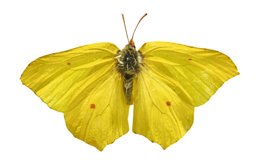 Brimstone butterfly