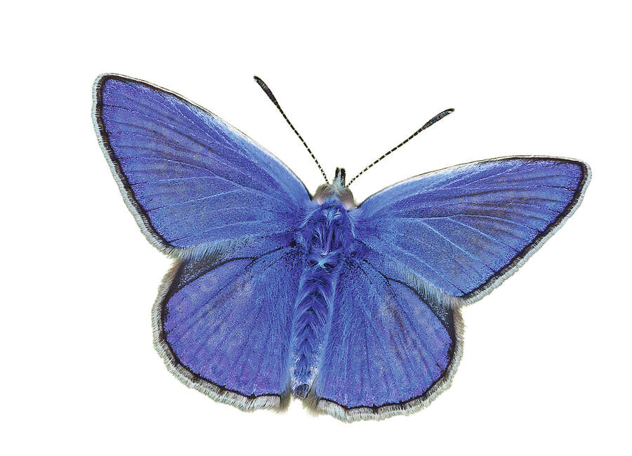 Common blue butterfly 