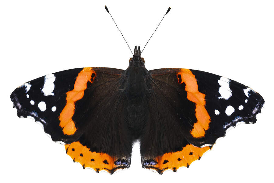 Red Admiral butterfly