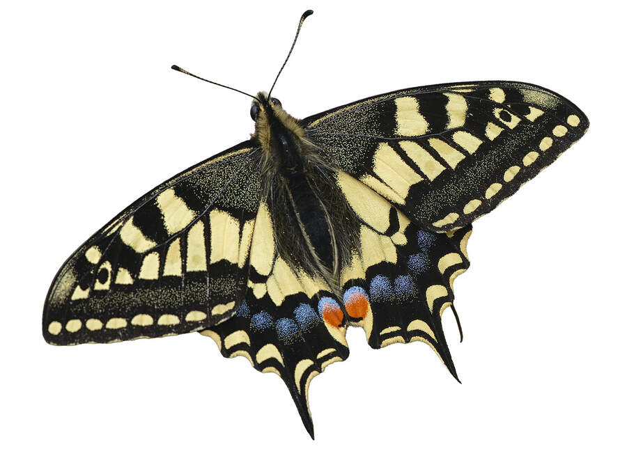 Swallowtail butterfly
