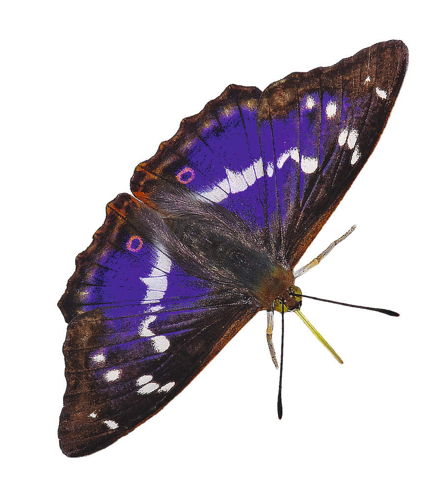 Purple emperor butterfly