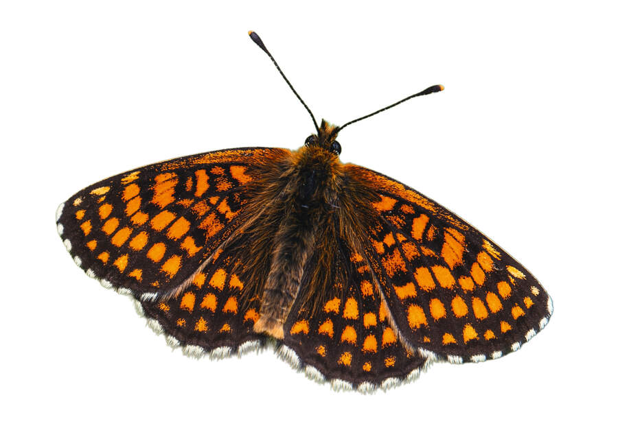Heath fritillery butterfly