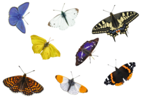 Butterflies