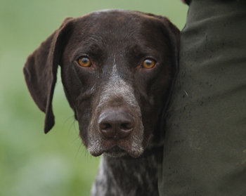 gun dog breeds