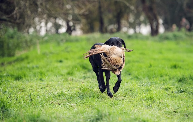 labrador retrieving pheasant