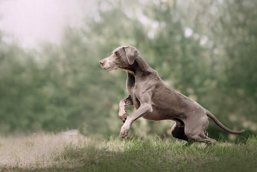 Weimaraner