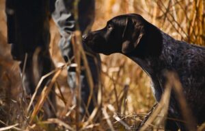 German shorthaired pointer