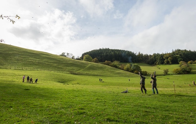 shooting high pheasants