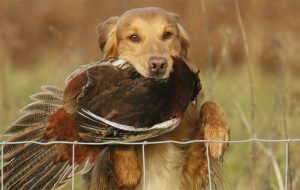 Communicate with your dog