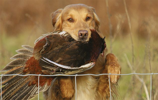 Communicate with your dog