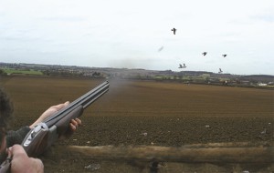 Pigeon shooting in Cheshire