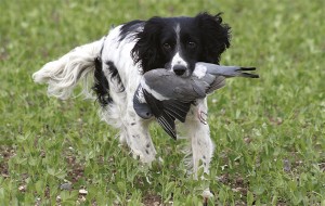 Pigeon shooting in Devon