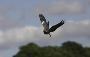 Pigeon shooting in Suffolk