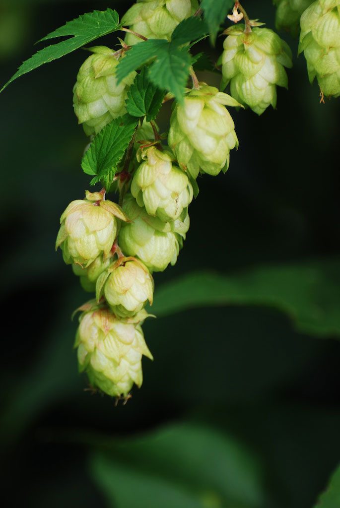 How to make mead - The Field