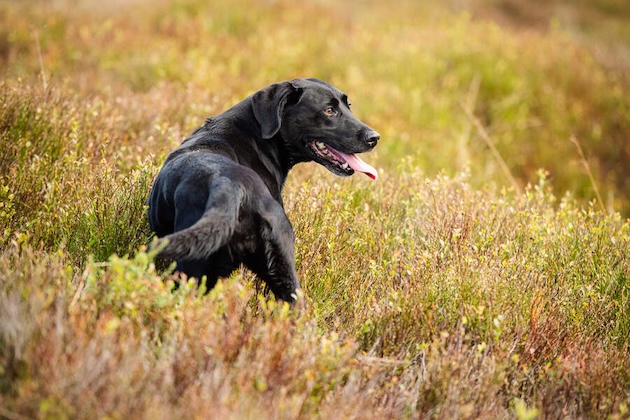 black lab