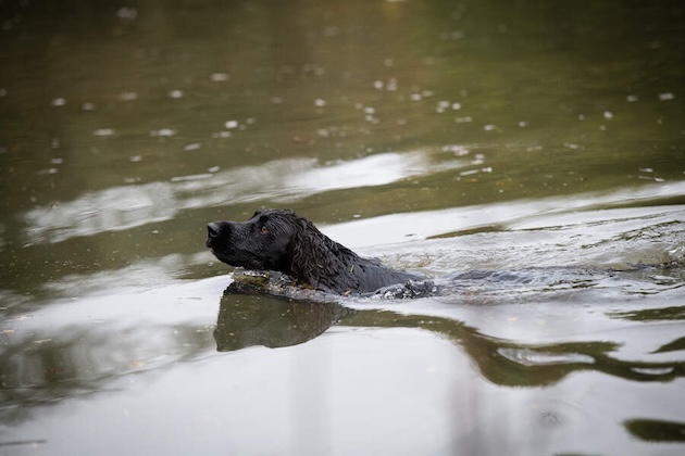 spaniel swimming