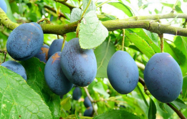 How to make damson gin.