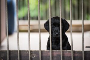 puppy in kennel