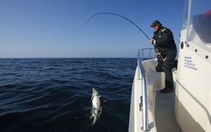 Cod fishing in Norway. Playing a coalfish off Røst, the southernmost inhabited of Norway's Lofoten Islands. Playing a coalfish off Røst, the southernmost inhabited of Norway's Lofoten Islands. Røst
