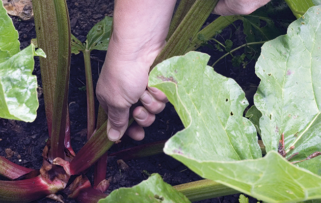 Growing Rhubarb In The Rhubarb Triangle The Field Growing Rhubarb In The Rhubarb Triangle The Field