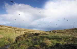 A passion for grouse shooting.