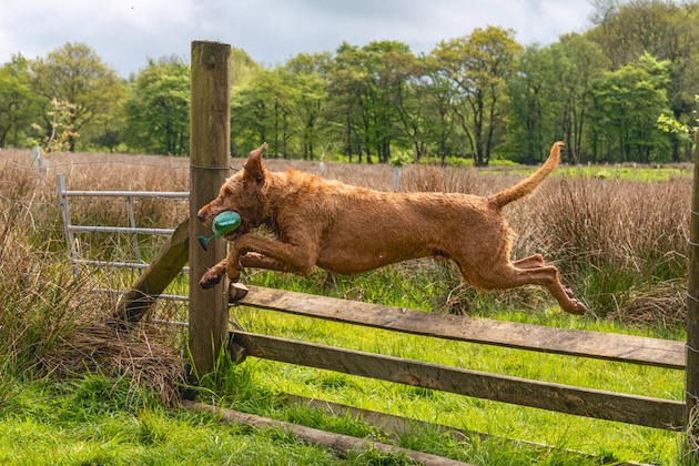 Vizsla jumping gate 