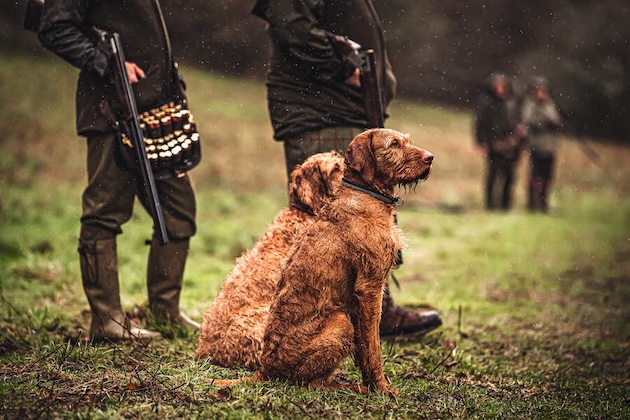 Vizslas