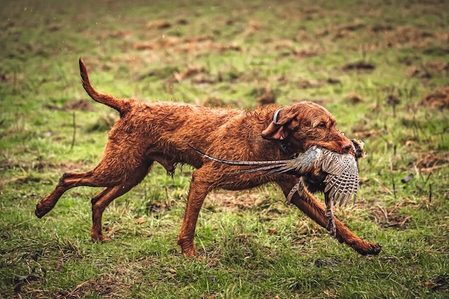 vizsla