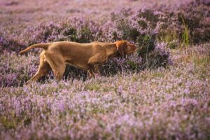 A vizsla on point