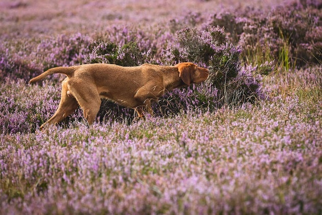 A vizsla on point
