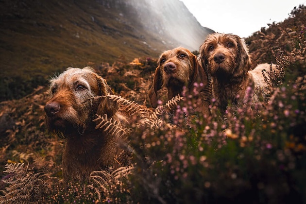 Hungarianvizslas