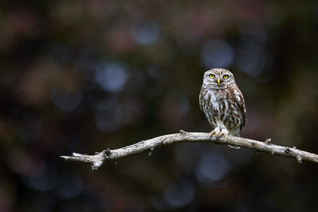 little owl