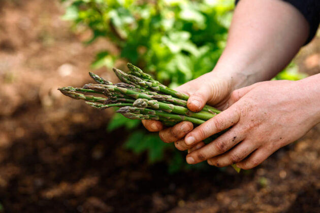 grow asparagus