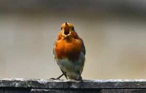 Robin singing