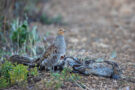 grey partridges