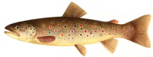 Top ten trout recipes
