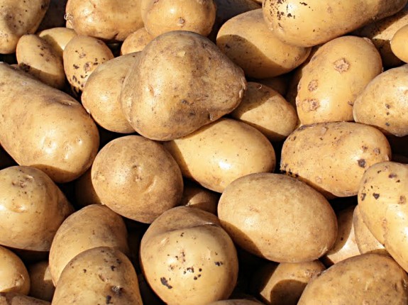 Early harvest potatoes