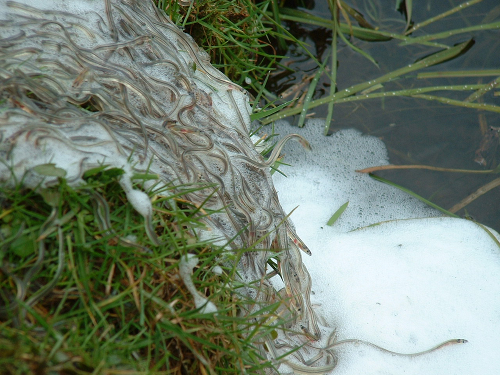 Protect eels from export The Field