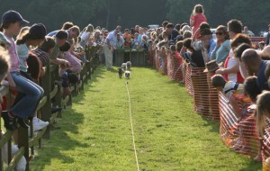 Terrier Racing