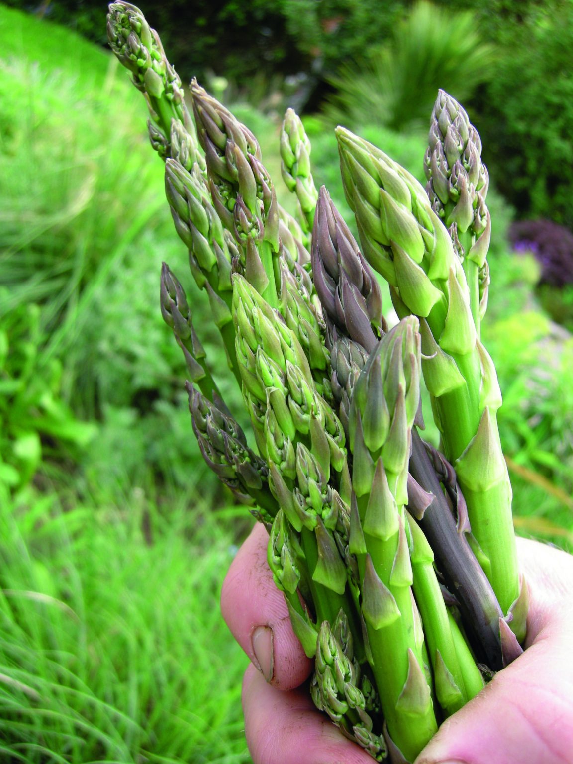 Asparagus is the best of British The Field