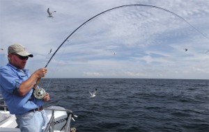 A shark puts a bend in Duncan Goldsmith's rod