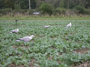 Cradles displaying static decoys well above the crop