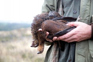Brace of grouse. Delicious to eat