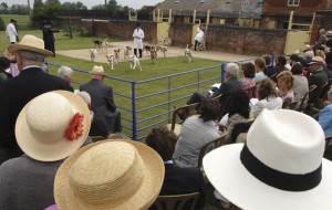 Bicester Hunt Puppy Show 2007