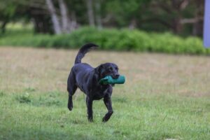 black labrador with dummy