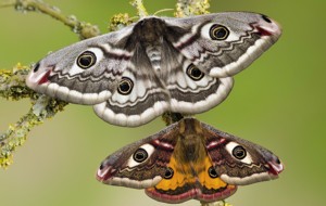 Monster moths. Small Emperor moths.