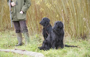The Downton Abbey gundog: a flatcoat
