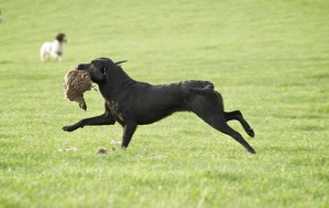 Top 10 best pheasant recipes
