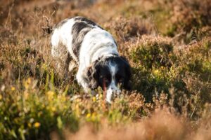 spaniel scenting ground