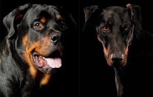 The best guard dog breeds.. The Rottweiler (left) is now less popular than the athletic Doberman (right).